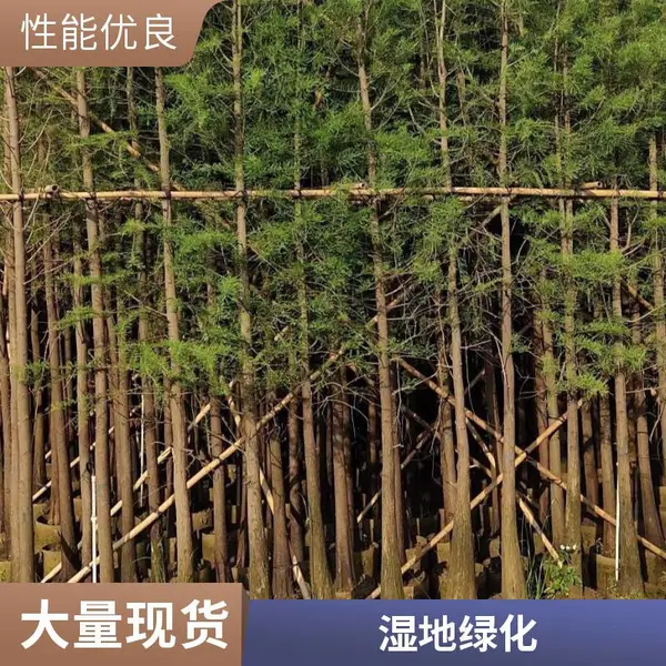 10公分水杉绿化树苗场供应 行道树 池杉树冠饱满