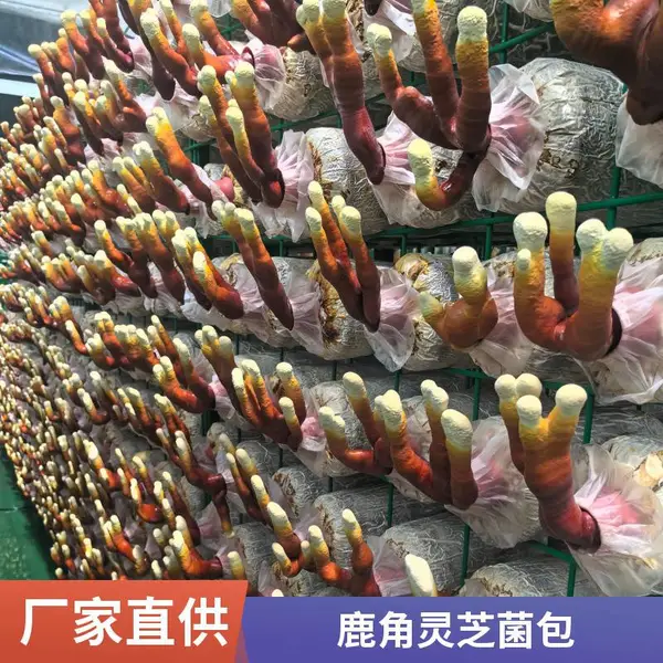 灵芝菌包批发 鹿角灵芝菌棒 活体灵芝种植包 产地直供 包技术指导