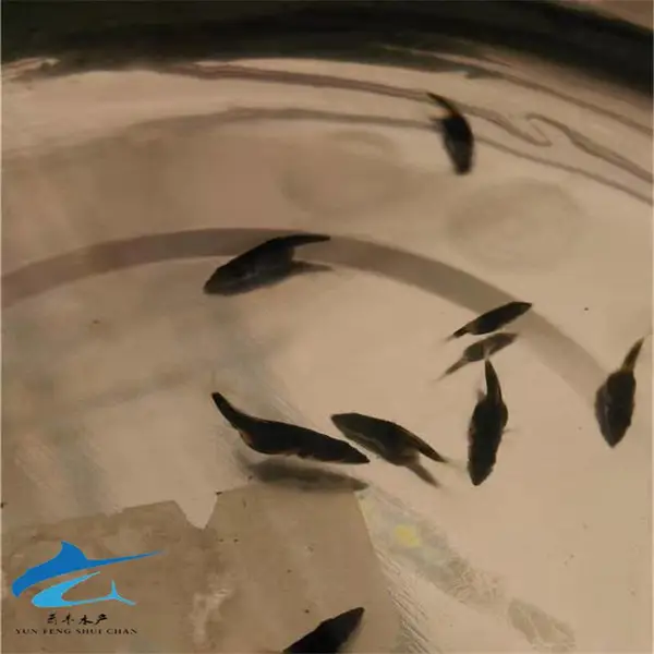 惠州鱼苗 淡水养殖鳌花鱼苗 翘嘴金桂鱼苗 鳜鱼苗 桂鱼苗