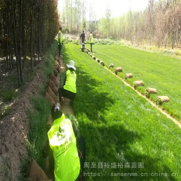 哑柏草坪批发基地 哑柏草坪每平***