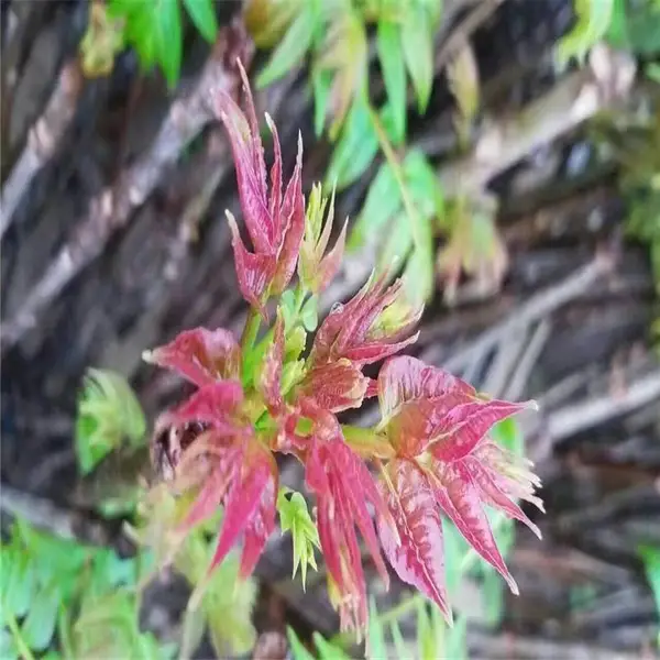 惠农农业 红油香椿树苗出售 规格齐全成活***当年出芽可采摘