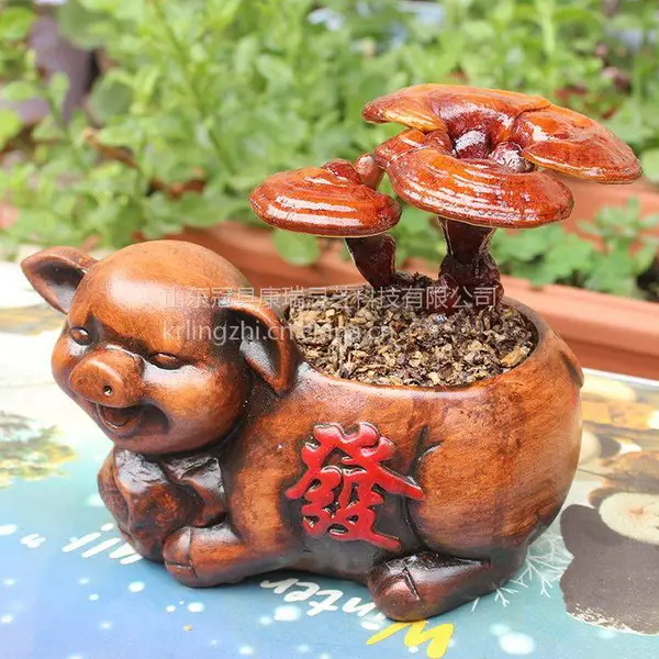 灵芝盆景批发 康瑞灵芝盆景售价 小盆栽灵芝 摆摊灵芝 生鲜灵芝 灵芝养殖 冠县灵芝