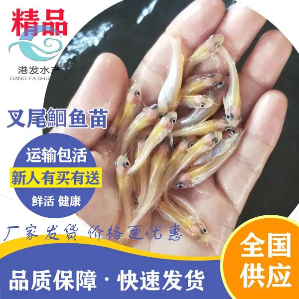 美国叉尾鮰鱼鱼苗供应商 鱼苗规格齐全 浙江义乌叉尾鱼苗