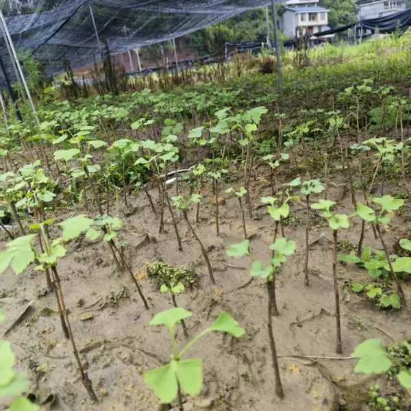 银杏袋苗,一年生的银杏袋苗,张家界地区银杏袋苗价格