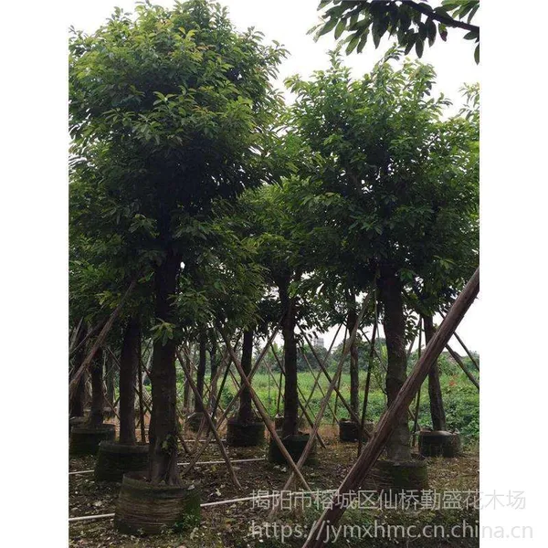 绿化苗木大叶榕基地直销-绿化苗木大叶榕基地直销5-50分袋苗