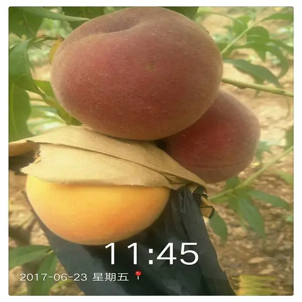 �ֻ�����ӳ˪�� ��ѩ�������� *** ����18����