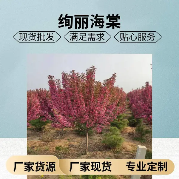�羰������������ �е�16���ֺ����� �ز�С������ľ