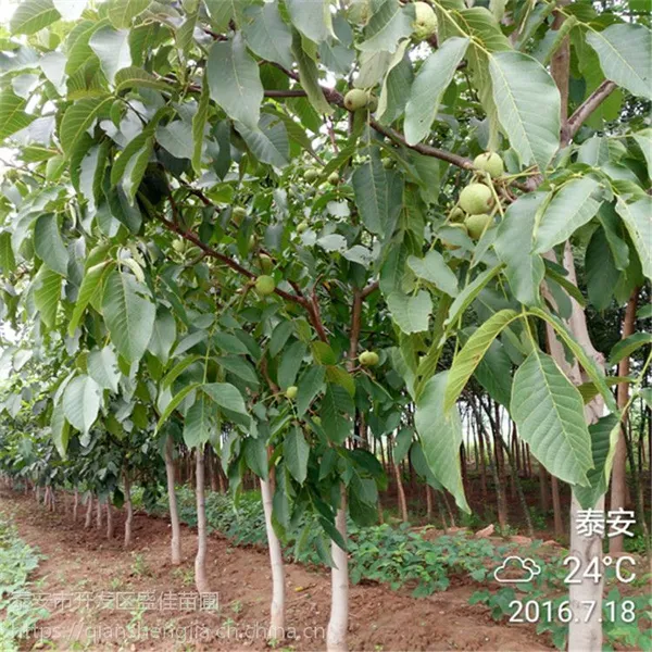 湖北 新疆香玲核桃苗基地 早实核桃苗新品种价格