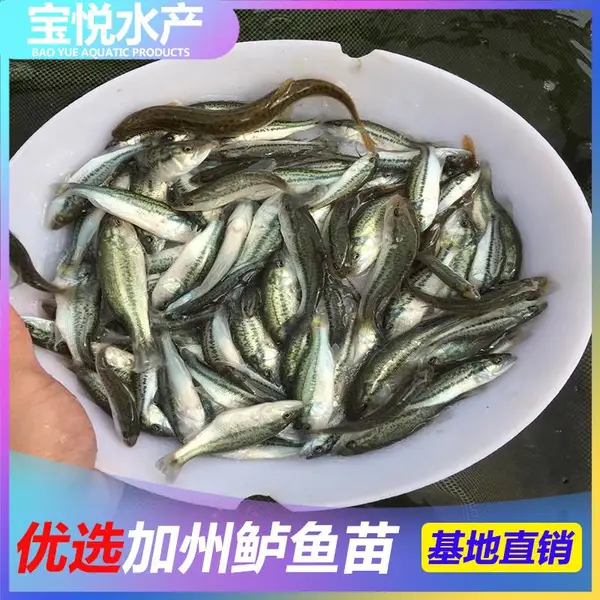 常州加州鲈鱼苗批发价格快大 淡水鲈鱼苗价格