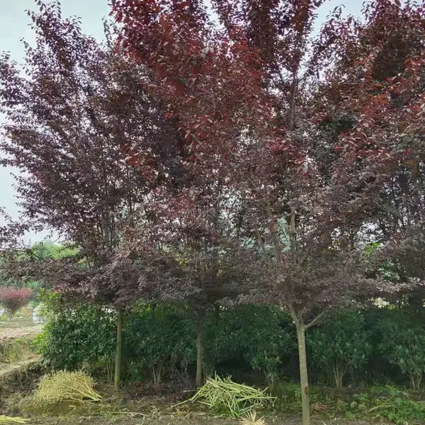 3-20公分红叶李,红叶李批发,紫叶李基地,红叶紫出售