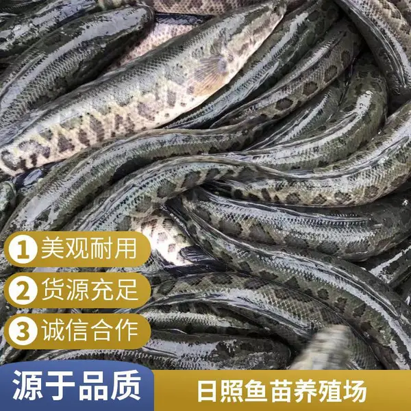 山东日照黑鱼苗泥鳅鱼苗养殖场 本地鱼苗 活力强 适合大水面放养