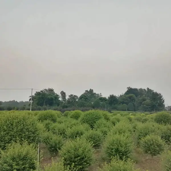 金禾女贞球苗出售价格 自家种植的金禾女贞毛球精球供应