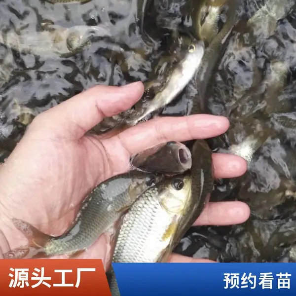 山东日照草鱼苗鲤鱼苗养殖基地支持来场考察选购