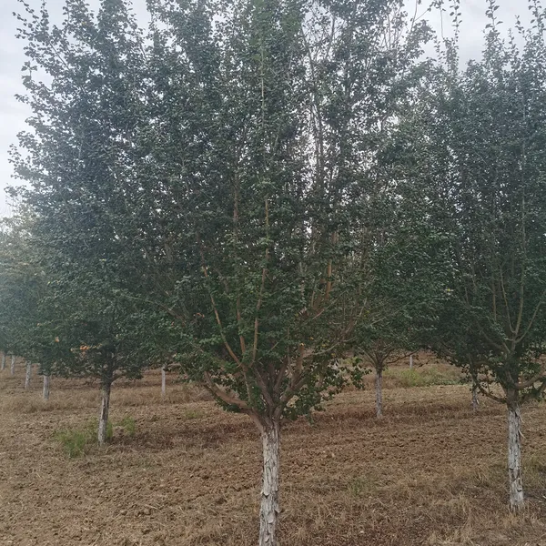 红山楂树苗 南北方种植果树庭院阳台盆栽地栽山楂树结果苗
