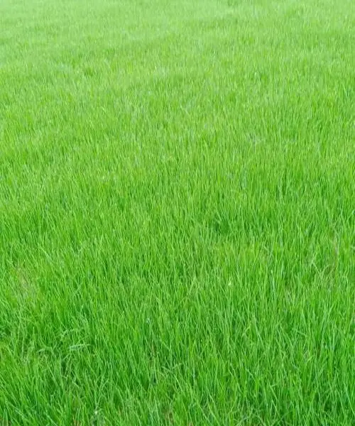 冬季适合种植的草坪之一高羊茅混播基地 高羊茅是好多