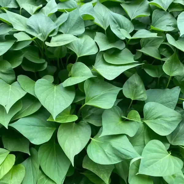 脱毒红薯苗-质优价廉-最畅销品种美国9408-