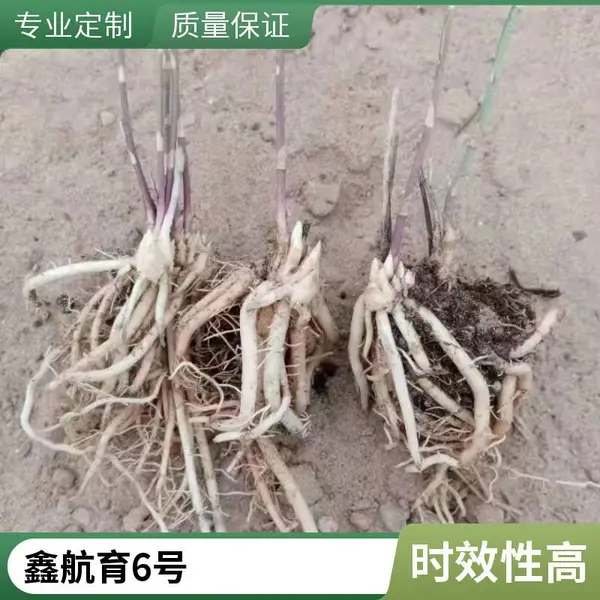北京顺义鑫航育 6 号芦笋种子 无性系杂交一代 高产抗病绿白兼用京郊种籽