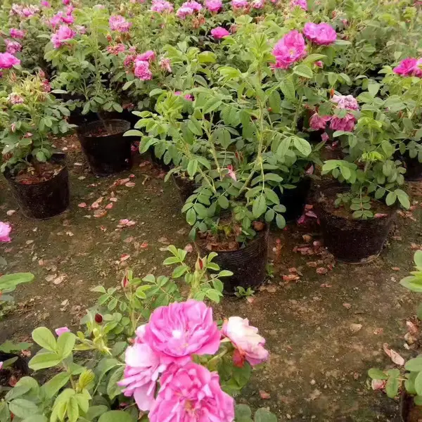 基地批发四季玫瑰 观赏植物四季玫瑰 园林绿化工程装饰植物
