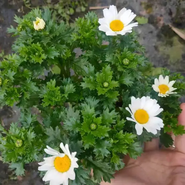 基地供应白晶菊 一二年生开花地被 花朵洁白花期长 花坛花境工程用苗