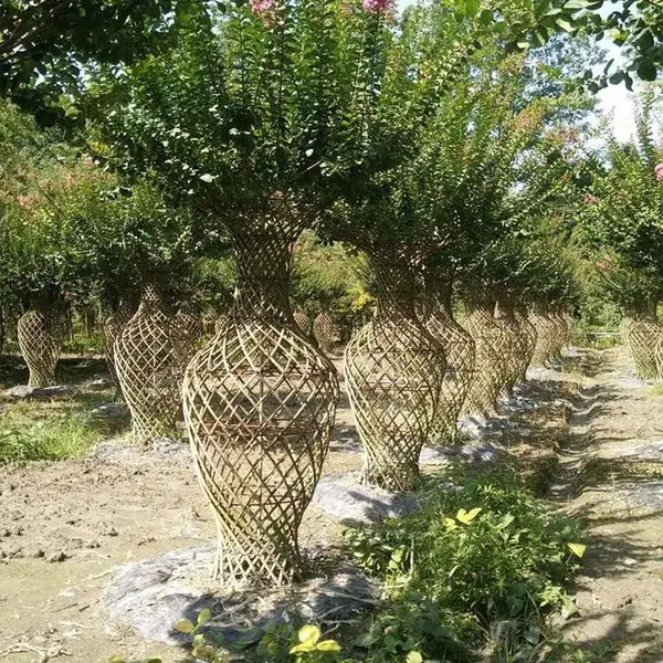 紫薇树苗花瓶编织苗百日红小苗花苗红火箭紫薇红火球当年开花包邮
