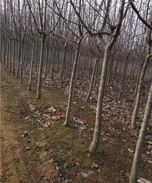 3公分北美海棠,3公分西府海棠,红宝石海棠,4-10公分海棠树价格