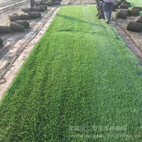 黔 东 草籽 人工草坪的铺法 高羊茅草种子图片 穗花狐尾藻