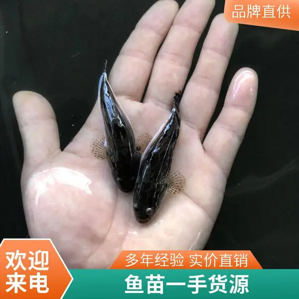 笋壳鱼苗养殖种苗 呆子鱼苗现货 港发水产基地直供