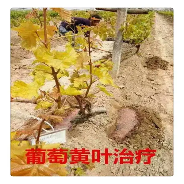 ���� ������������ EDDHA��6%������ EDTA�� ���ٻƻ�ȱ�� ����ֱ��