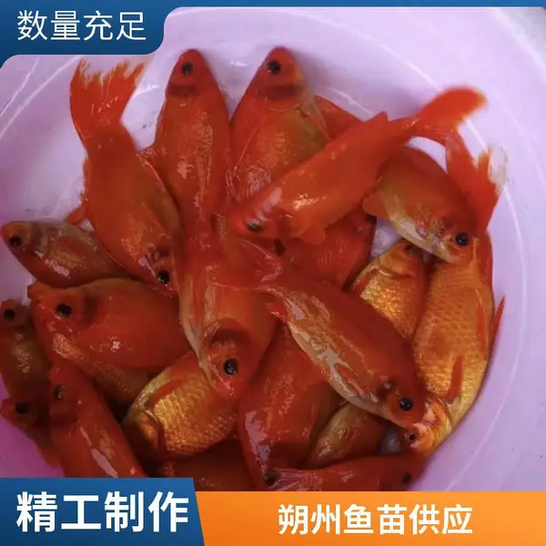 水库湖泊放鱼苗 选择山西大同朔州观赏鱼苗锦鲤鱼苗养殖场