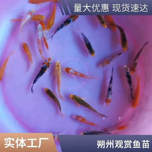 山西大同朔州观赏鱼苗锦鲤鱼苗养殖场 支持指苗看塘 现场挑鱼