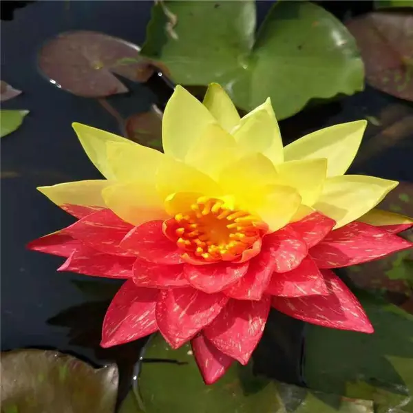 供应广州荷花苗、广州睡莲苗,广州荷花种苗、广州睡莲种苗,广州水生植物种苗价格种植技术