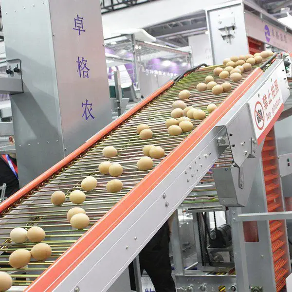 鸡蛋无损输送家用集专用500mm蛋鸡养殖自动化设备卓格捡蛋集蛋器
