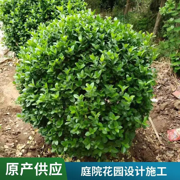 私家别墅花园设计基地户外草坪铺装家庭花园绿化设计延庆