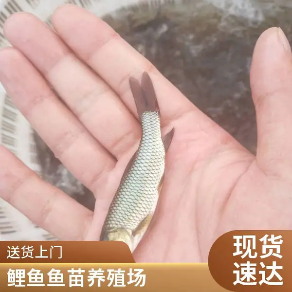 山东潍坊本地草鱼苗鲤鱼鱼苗养殖场鱼苗健康活泼运输损耗低