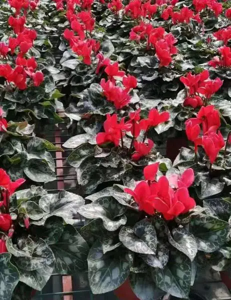 贵州，重庆上花市的仙客来，双色杯大杯仙客来基地直销