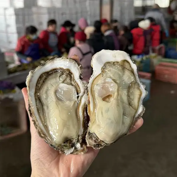 全年批发乳山生蚝3两50斤一箱鲜活牡蛎商用海鲜水产冷链山东