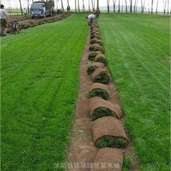 江苏草坪基地 马尼拉草坪便宜 马尼拉草坪护坡固土效果好