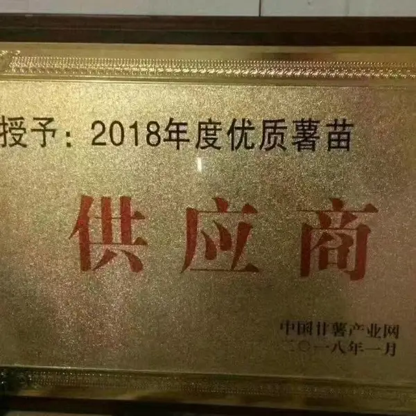 文杰家庭农场大量出售高淀粉高产商薯19原种种薯-量大从优