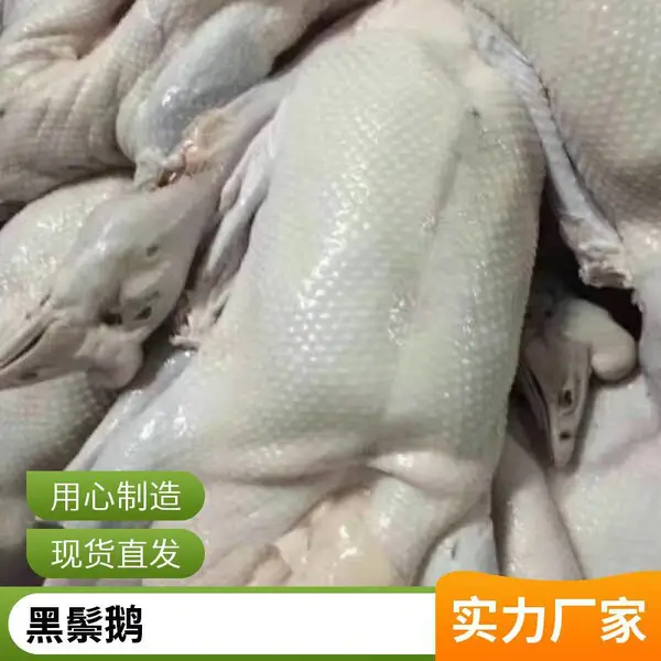 一手三鸟黑棕鹅 酒店酒楼用 营养成分丰富 批发基地