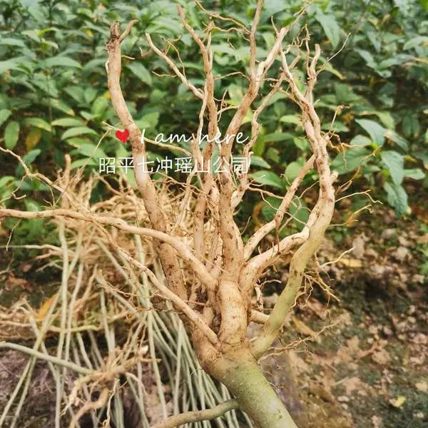 黄花倒水莲苗 观音串 倒水莲 一身保暖