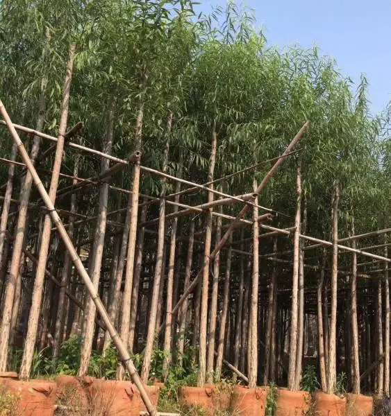供应广东垂柳袋苗-供应云南垂柳袋苗-供应浙江垂柳袋苗