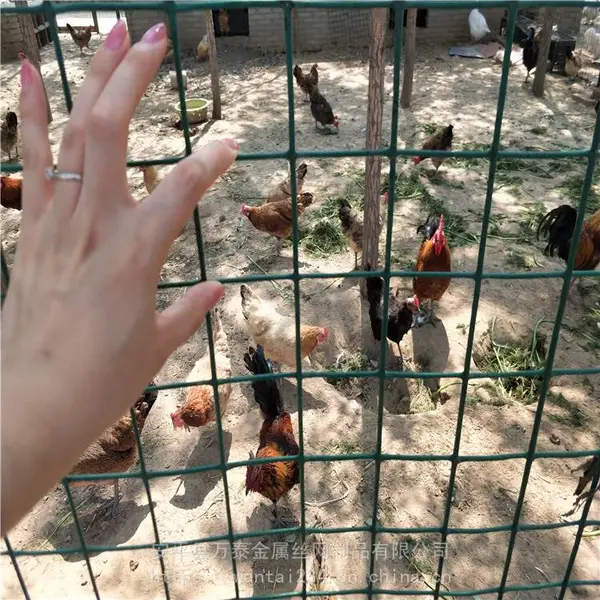 ��̩������ ��ֳ�� ������˿��