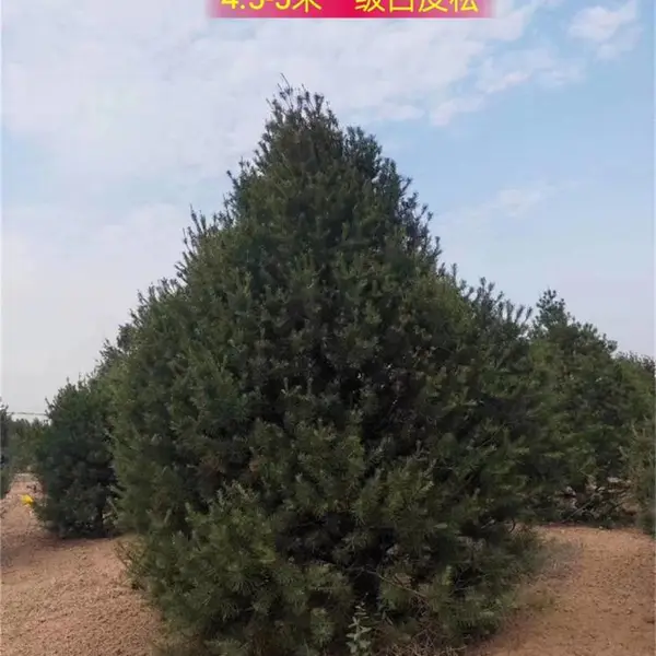 白皮松供应商 白皮松原产地 1米2米3米4米5米6米白皮松