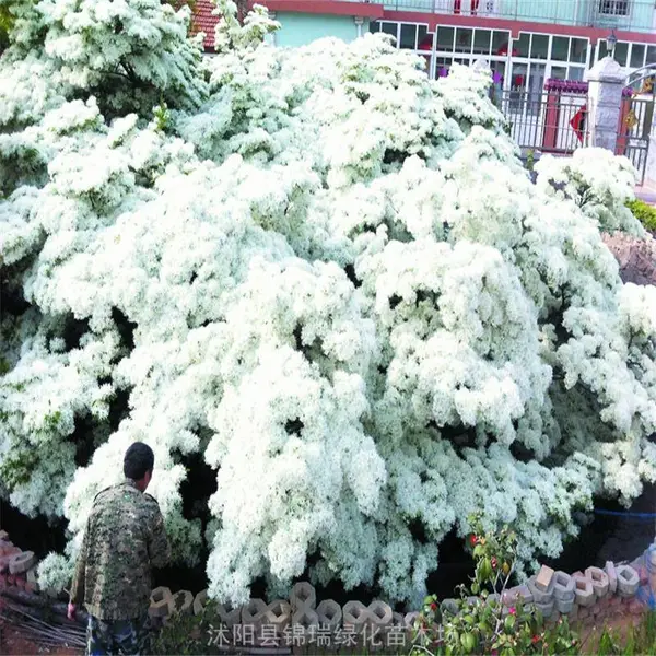 18公分流苏树 花繁色雅 抗污染抗风 树形优美 市政绿化景观效果震撼