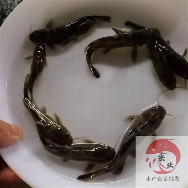 广州宏业鱼苗少病害黄颡鱼苗 黄骨鱼苗养殖技术
