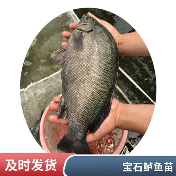 精品鲈鱼苗 港发淡水澳洲宝石鲈鱼苗 少病害加州鲈鱼苗批发