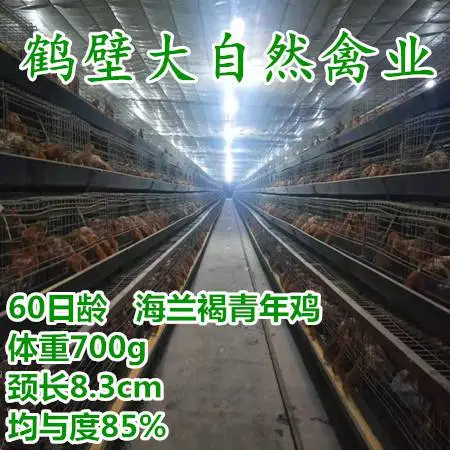 两个月蛋鸡苗650-700g,60天蛋鸡苗1.35-1.4斤,60日龄脱温蛋鸡苗