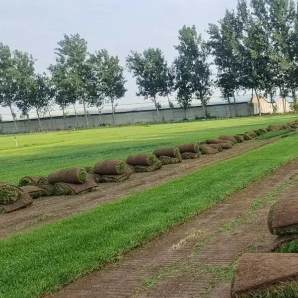 出售马尼拉草坪 绿化园林基地 草皮 果岭草 天堂草