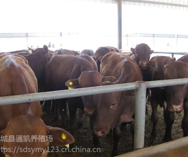 肉牛价格现在毛重是多少?鲁西黄牛多久出栏