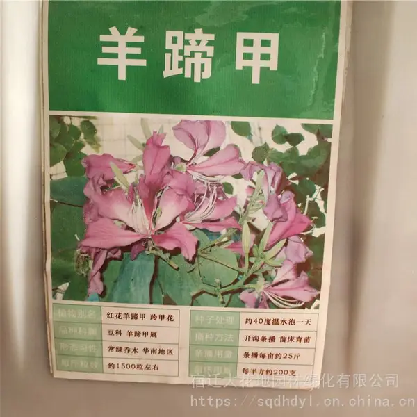 优质新中药材种子 羊蹄甲种子 发芽*** 价格便宜 ***
